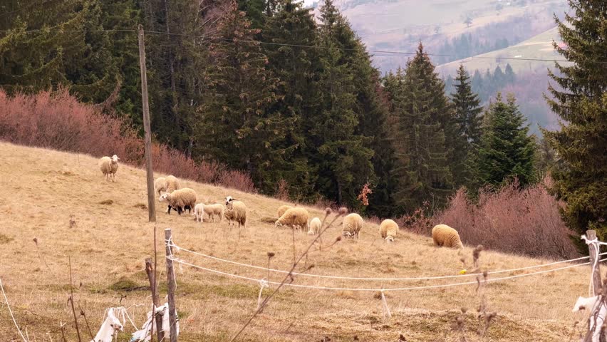 Pastoral countryside scene with sheep grazing on green meadow tranquil nature