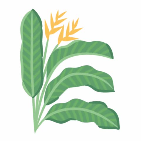 Animated cartoon yellow heliconia tropical plant with green leaves and orange flower flat design