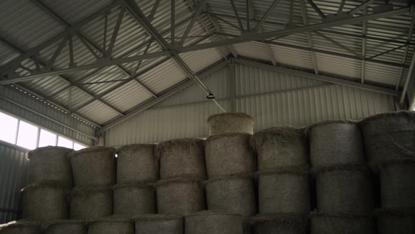 Stack of Wrapped Silage Bales on Green Field
Stacked white wrapped silage bales placed on green agricultural field. Modern livestock farming and forage storage concept.