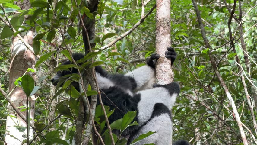 A detailed close up shot of a large black and white Indri lemur holding onto a tree trunk in its natural jungle habitat in Madagascar as it looks around curiously