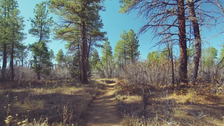 A serene point-of-view (POV) shot of a dirt hiking trail meandering through a lush Ponderosa Pine forest on the upper east plateau of Zion National Park. The trail, relatively flat and sandy, is the p