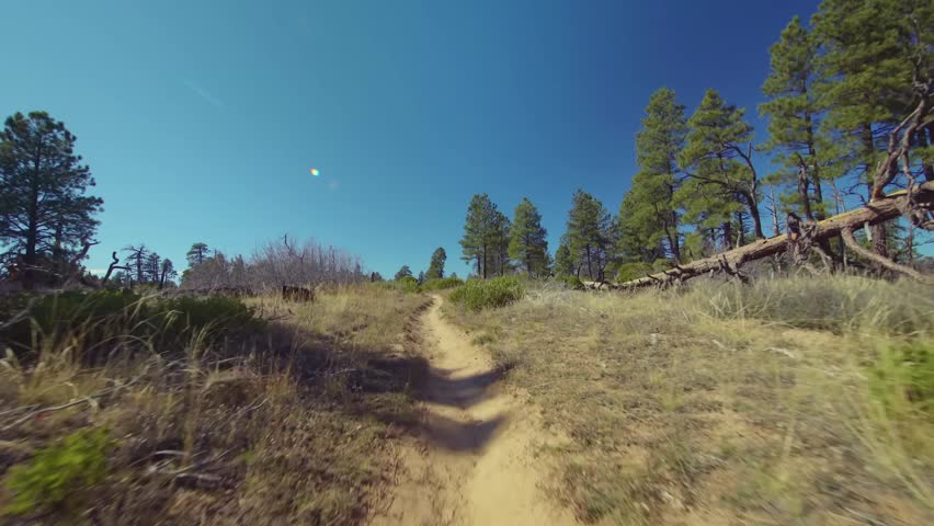 Footage of the scenic East Mesa Trail in Zion National Park, Utah, leading toward the iconic Observation Point overlook. The trail winds through a Ponderosa Pine forest and open scrubland with mild el