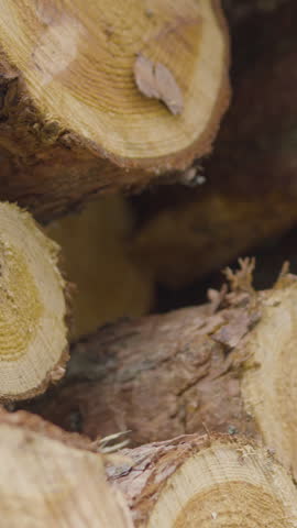 Macro vertical shot of freshly cut pine logs showing detailed bark texture and tree rings for forestry and timber industry themes.