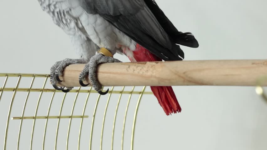 Close up of an African grey parrot jaco claw and paw while sitting on a wooden perch near a cage, with grey feathers and red tail visible. Exotic pet detail in a bright indoor home setting.