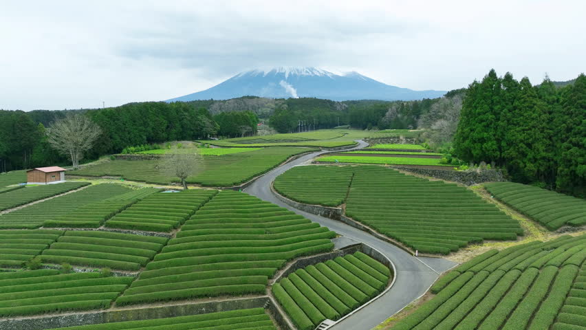 Aerial view of Green tea plantation and Fuji mountain in Shizuoka, Japan.