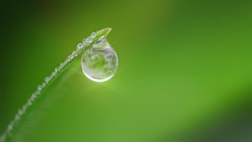 Macro Water Drops Green Leaf Rack Focus Slider. Nature Background Eco Wellness Web Design