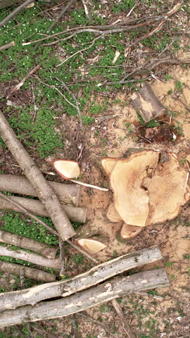 High angle top down shot of a fresh tree stump surrounded by cut logs and sawdust on the forest floor. Ideal for environmental, logging, and deforestation concepts.