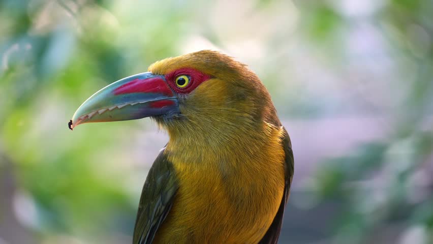 A Saffron toucanet (Pteroglossus bailloni) perches against a forest bokeh background, curiously looks around its surroundings, spreads its wings, and flies away, close up shot.