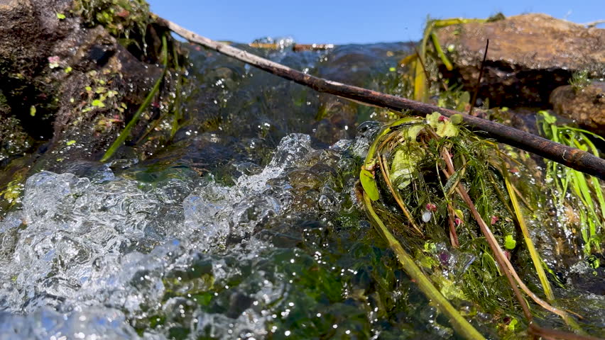 Air bubbles fly along with the fast current of mountain river among smooth lines of algae among clear water. Underwater world of mountain river