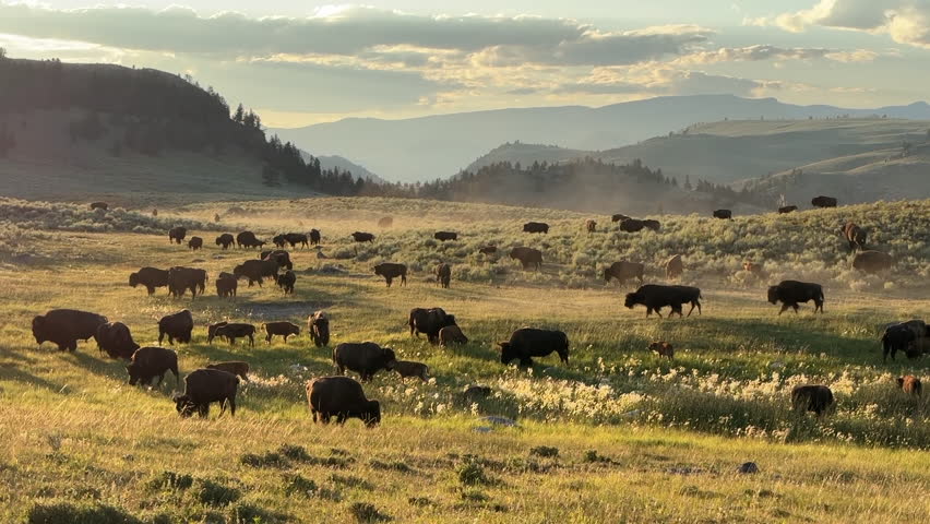 Bisons in Lamar Valley, Yellowstone National Park, USA