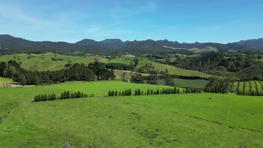 Green land with lines of trees in New Zealand