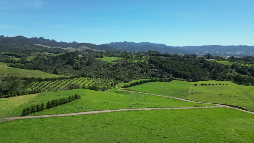 Green hills in New Zealand with lines of trees
