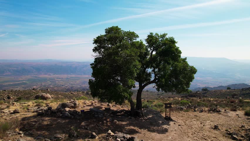 Alone Tree on the Mountains