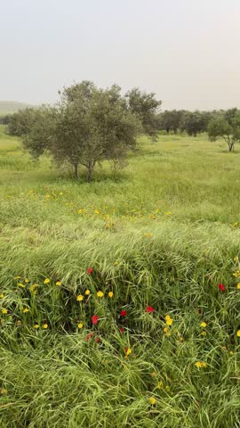 A close-up of olive trees. An olive orchard in the Mediterranean on the island of Cyprus.