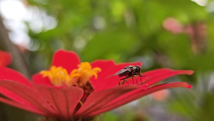 A fly rests on a blooming flower, capturing a close-up moment of insect activity in a natural garden setting.