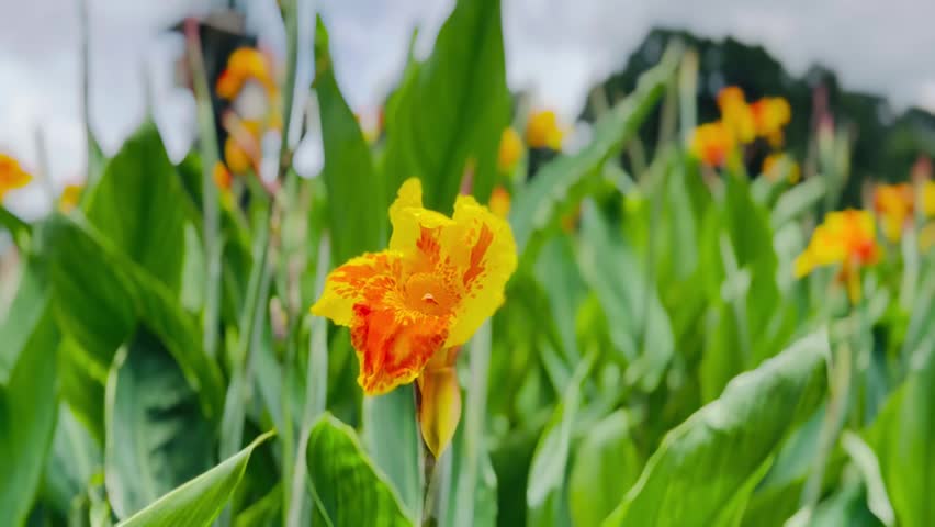 A beautiful view of the exotic yellow Canna lily plants with its gorgeous flower and fresh leaves during the breeze in the park.
