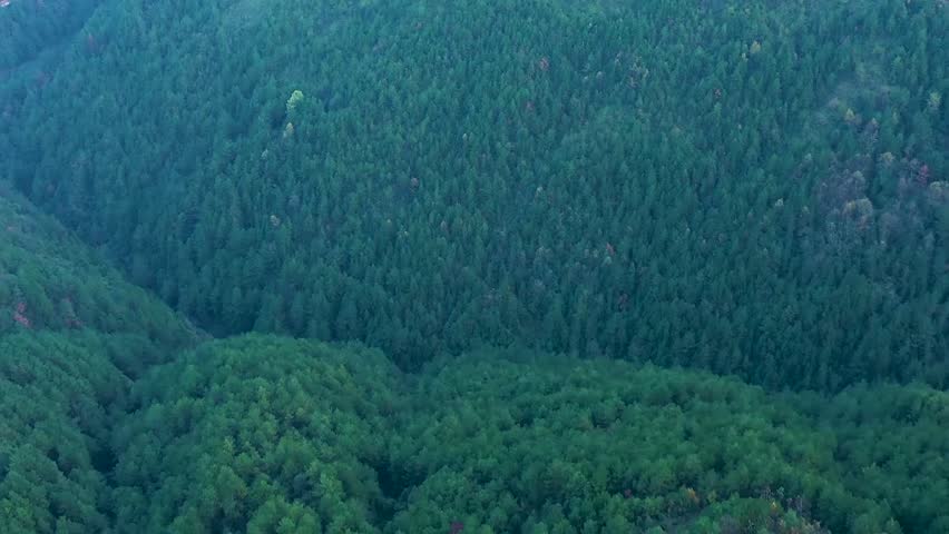 Aerial Pine Tree Forest Mountain Landscape 4K Video