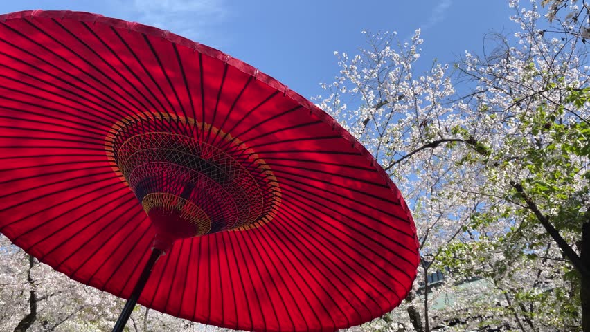 A red umbrella and cherry blossoms in full bloom