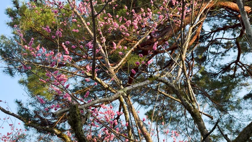 Low angle shot of pink cherry blossoms swaying against green pine trees and blue sky