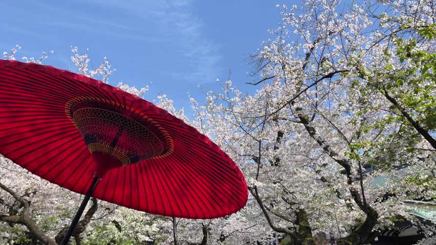 A red umbrella and cherry blossoms in full bloom