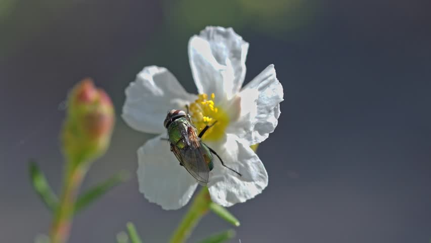 Macro Shot of a Fly on a White Flower, Extreme macro shot of a delicate white wildflower blooming in the field with a soft blurred green background.