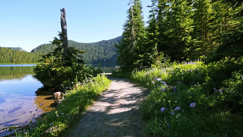 A serene, sunny day view of a dirt hiking trail winding along the edge of a clear alpine lake in the Mowich Lake area of Mount Rainier National Park, Washington State. Lush green vegetation, wildflowe