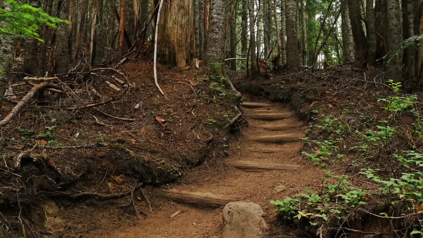 A dirt and log-step trail winds through a lush, green old-growth forest in the Pacific Northwest region of the United States. This trail is part of the popular Spray Park loop in Mount Rainier Nationa