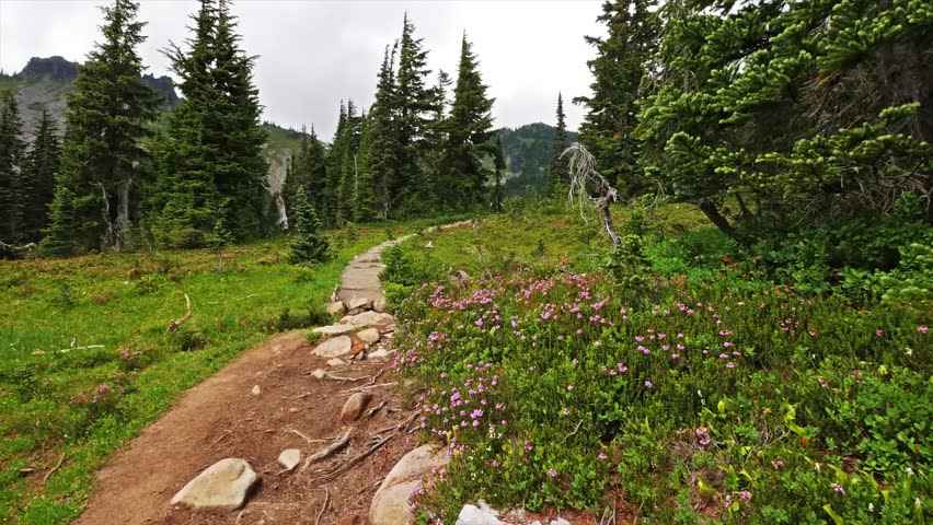 Footage of a dirt hiking trail winding through lush green subalpine meadows filled with wildflowers, with evergreen trees and glimpses of Mount Rainier in the background.
