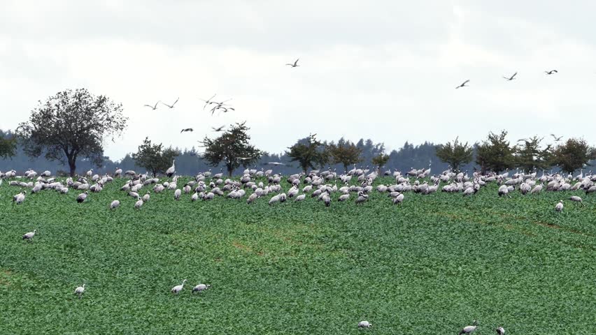 Large Flock of Common Cranes Foraging in a Green Agricultural Field