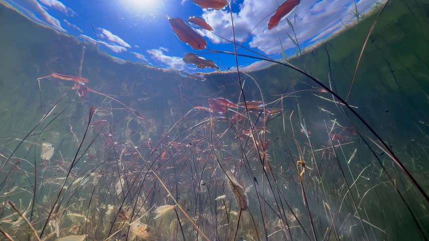 Underwater view looking up towards surface with aquatic plants and blue sky with clouds