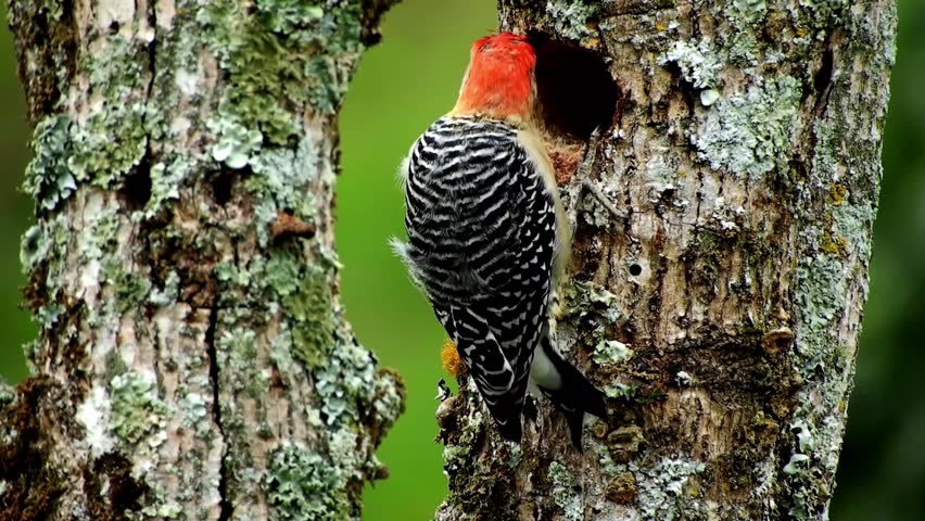 Red-bellied Woodpecker Pecking Nest Hole in Mossy Tree Trunk Close-up