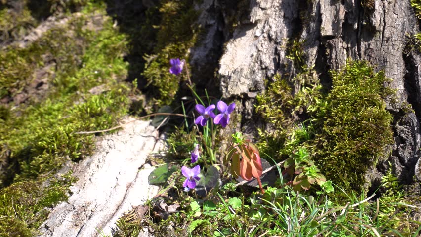 Wild violet flowers in spring forest. Breathtaking nature scenery.