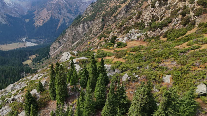 Alpine Terrain with Rocks and Pine Forest Nature Park