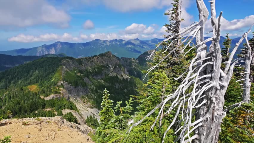 view from the Tolmie Peak Trail in the Mount Rainier National Park, Washington, USA. The footage captures the rugged mountain landscape, lush green forests, and a prominent dead tree trunk in the fore