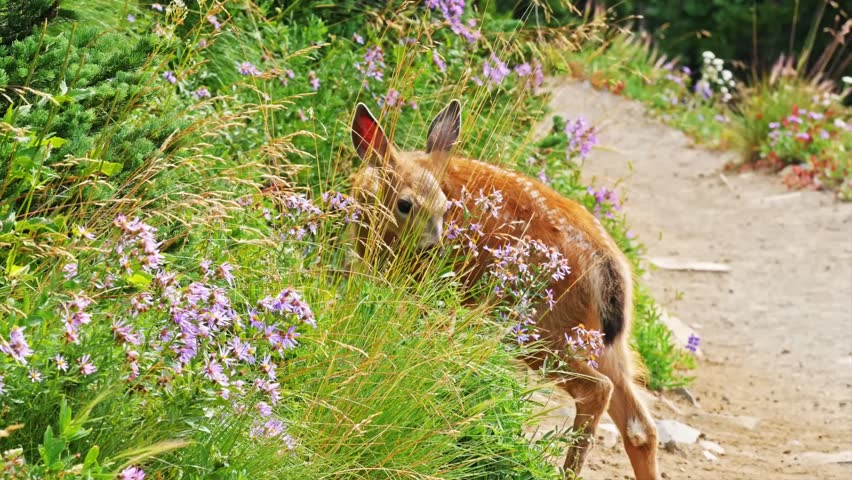 A young deer or fawn foraging through subalpine wildflowers and lupine along the Mount Fremont Lookout Trail in Mount Rainier National Park, Washington. Beautiful wildlife scene in a scenic mountain l