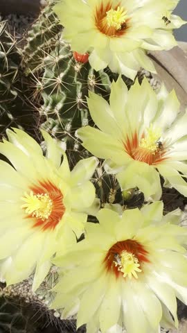 A stunning vertical 9:16 footage featuring a group of vibrant yellow flowers with deep red centers blooming on a Hamatocactus setispinus (Miniature Barrel Cactus). The golden silky petals and bright red throats create a beautiful natural contrast against the green spiky body. Perfect for social media stories, mobile wallpapers, and botanical content