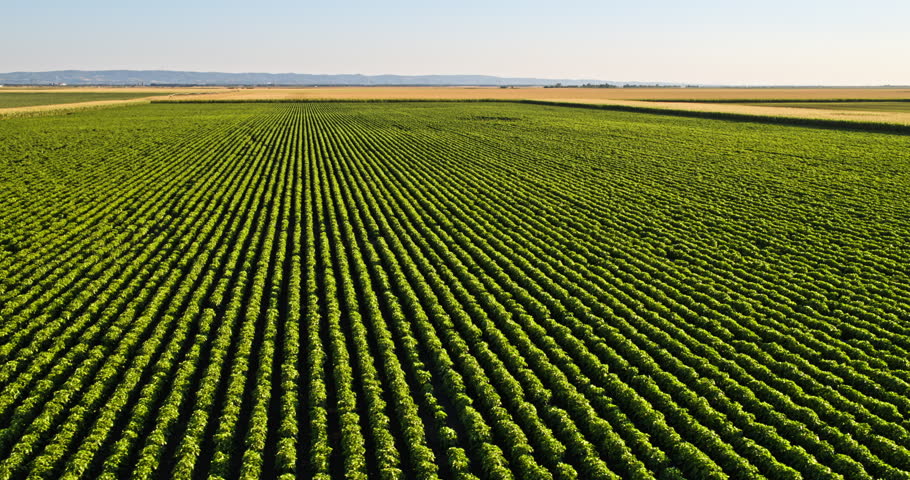 Drone flying forward over a large green agricultural soybean field with beautiful straight rows