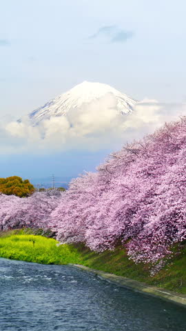 Cherry blossoms and Fuji mountain in Shizuoka, Japan.