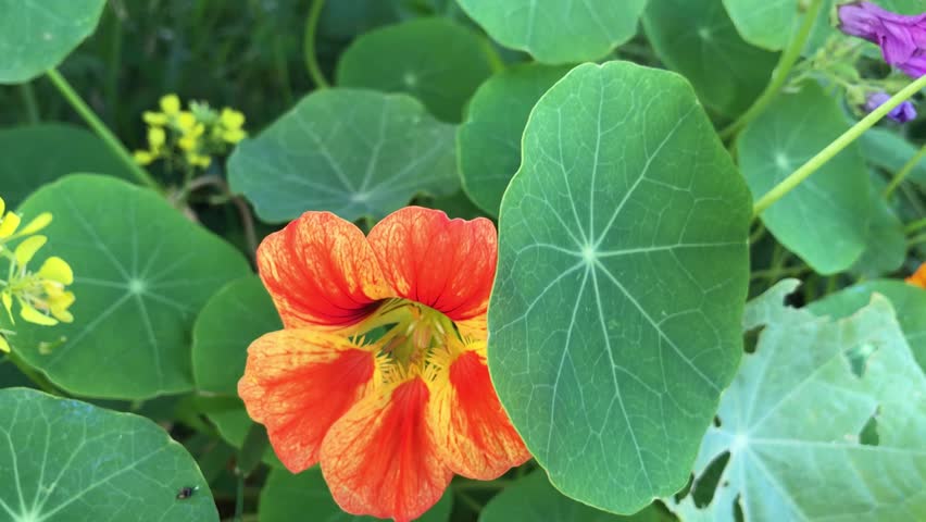 Premium Nasturtium Flowers in Bloom. Tropaeolum majus isolated. Close up to a vibrant yellow orange Nasturtium.