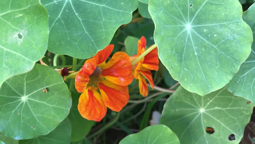 Premium Nasturtium Flowers in Bloom. Tropaeolum majus isolated. Close up to a vibrant yellow orange Nasturtium.