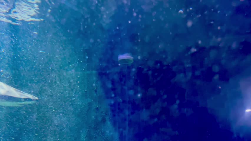 Blacktip Reef Sharks Swimming in Large Aquarium Tank