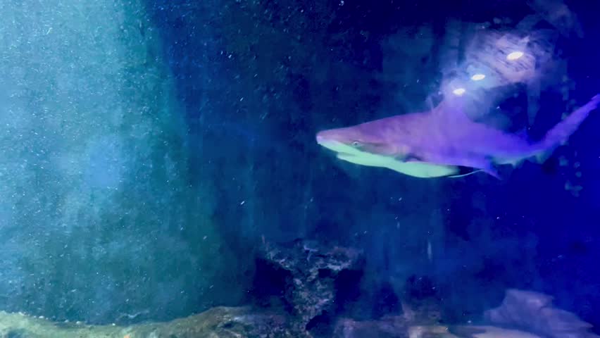 Blacktip Reef Sharks Swimming in Large Aquarium Tank