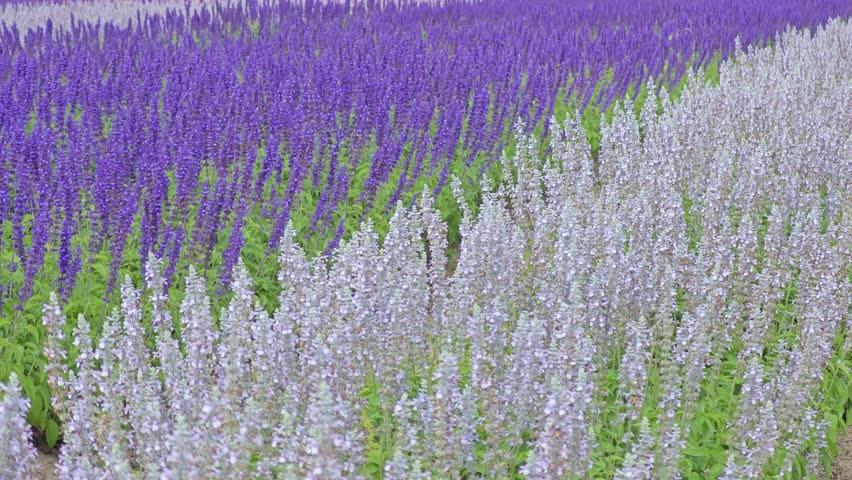 Purple lavender flowers bloom in field.