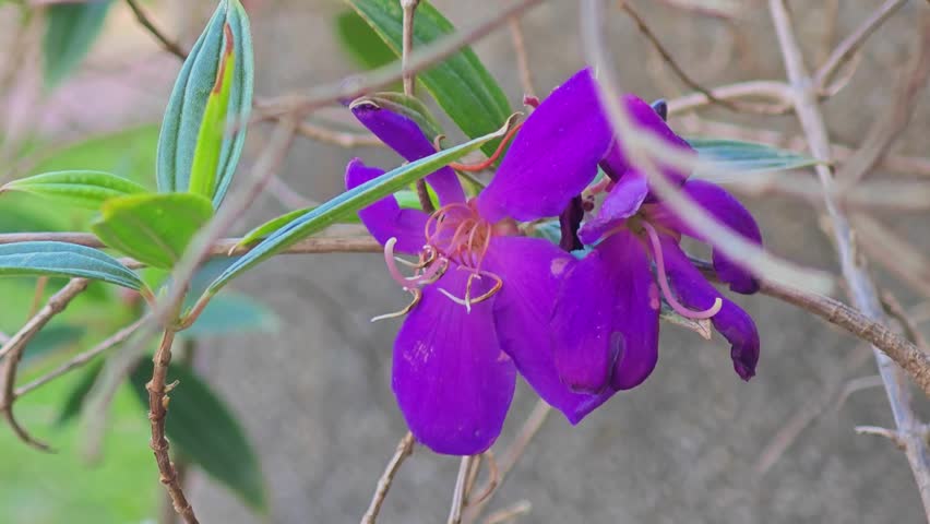 Purple flower in the garden.