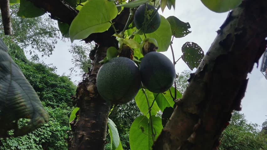 A detailed view of ripe blackberries nestled among vibrant green leaves on a tree branch in a lush forest, showcasing nature