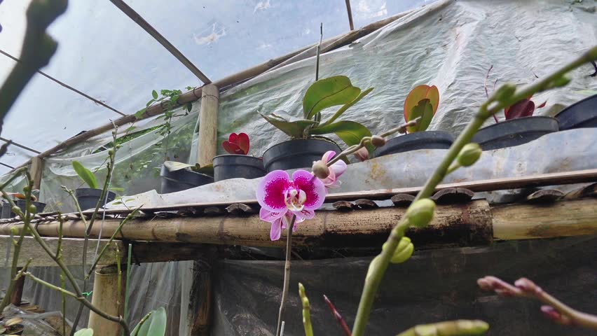 Close-up of orchids blooming inside a greenhouse showcasing vibrant flowers and lush greenery under natural light