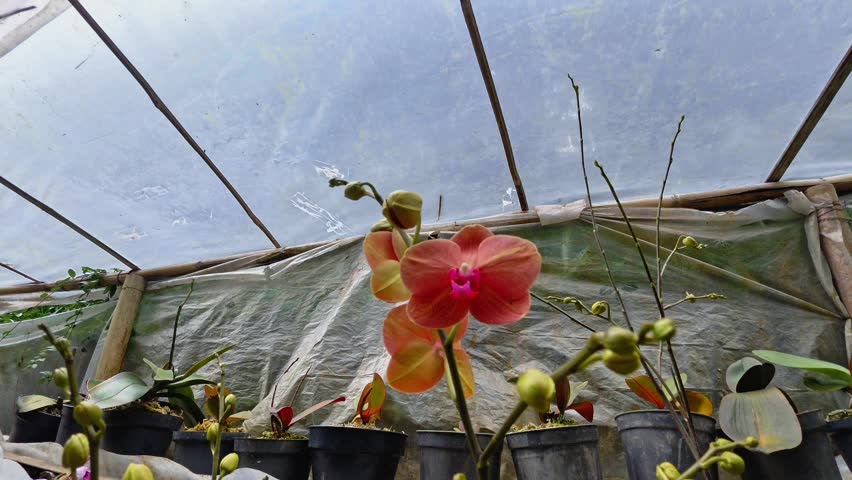 This video showcases vibrant orchids blooming inside a greenhouse, highlighting delicate flowers, lush foliage, and the cultivation process of tropical plants.
