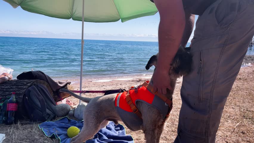 A man pets a dog wearing an orange harness on a sandy beach. They relax under a green umbrella with a blue towel, yellow ball, and backpack nearby, with blue water in the background.