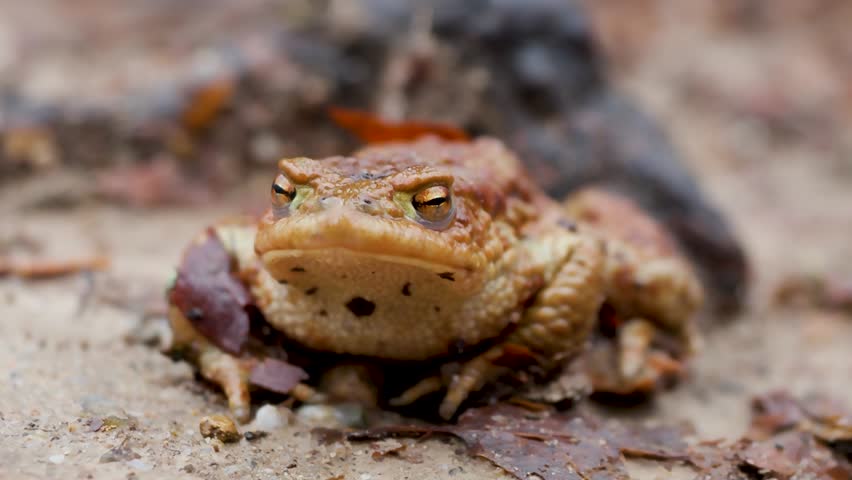 Common toad closeup in forest amphibian wildlife biodiversity 4k video