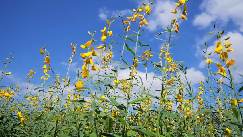 A field of vibrant yellow flowers blooms under a clear, bright blue sky filled with fluffy clouds. This photo captures the beauty and serenity of nature